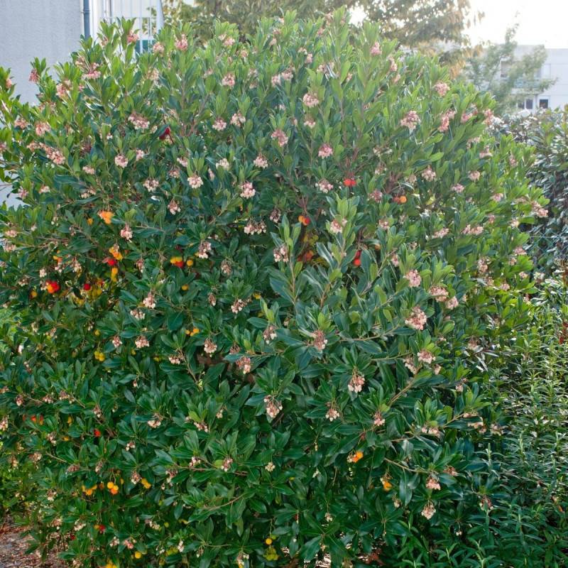 Arbousier, Arbre aux fraises Compacta à fleurs Blanche - feuillage Persistant - Pot de 4L - 20/40 cm-  hauteur à maturité De 1,50 m à 2,00 m - Image 1