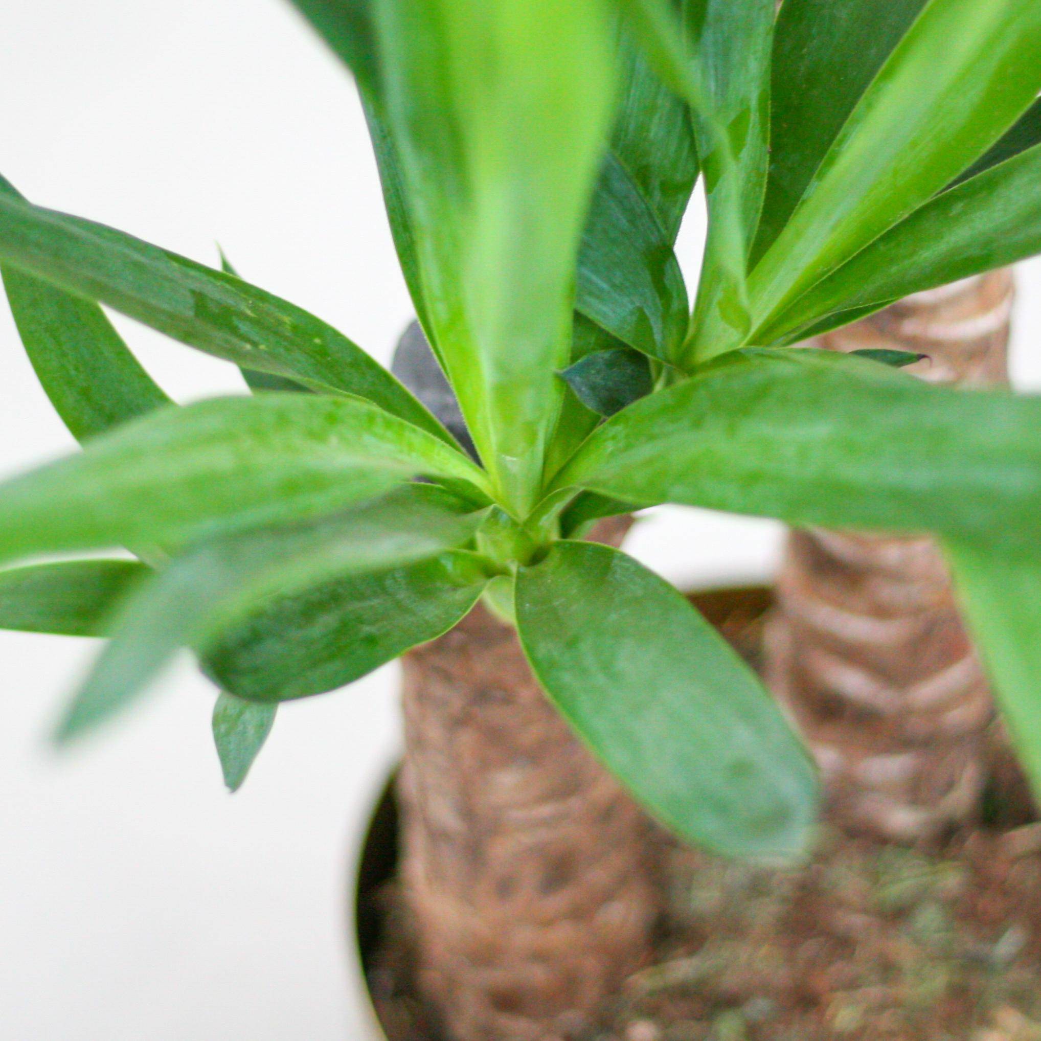 La Green Touch - Yucca Elephantipes et Son Pot Blanc - H90cm - Image 7