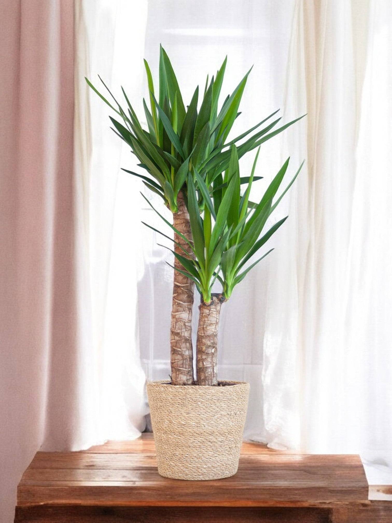 La Green Touch - Yucca Elephantipes et Son Pot Blanc - H90cm - Image 2