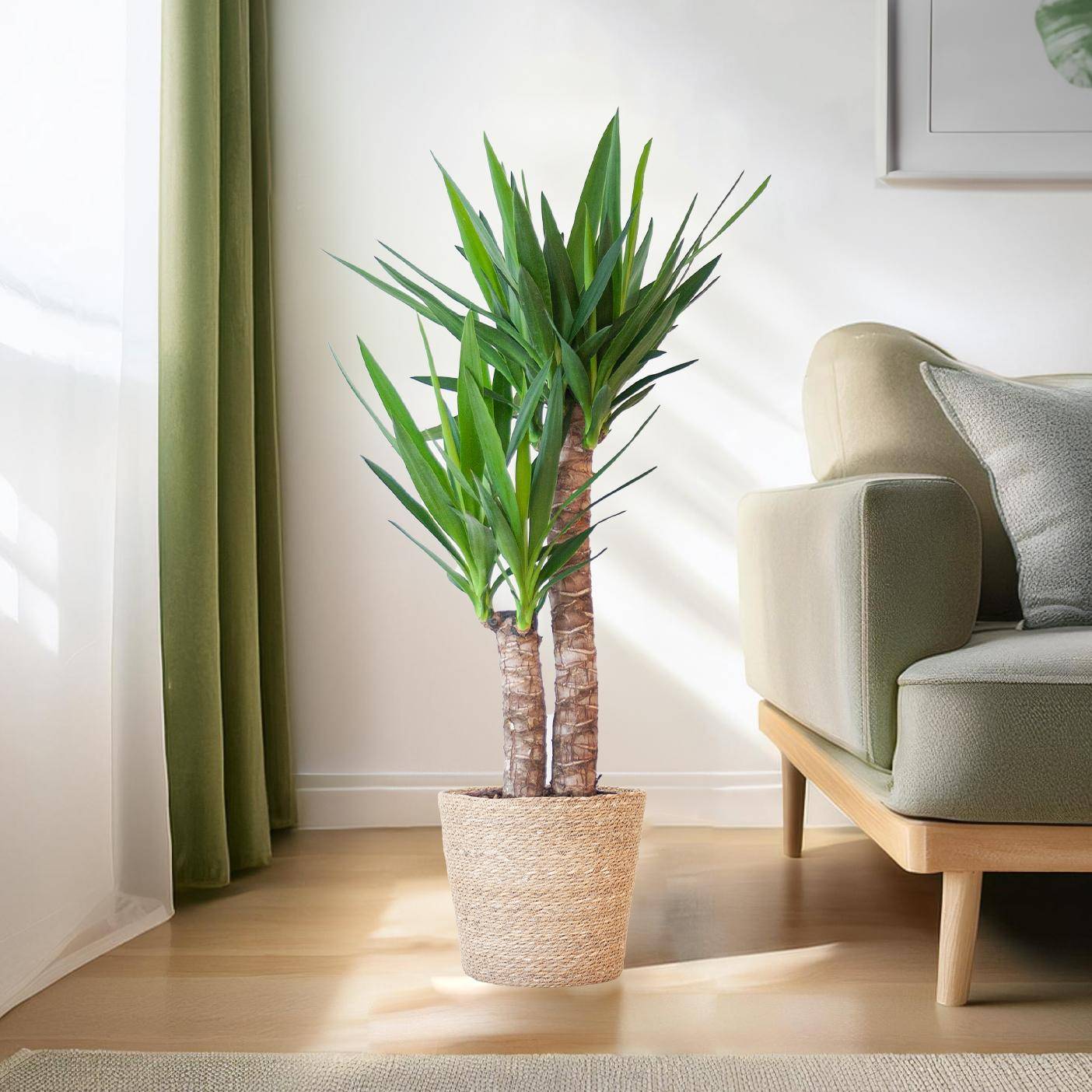 La Green Touch - Yucca Elephantipes et Son Pot Blanc - H90cm - Image 3