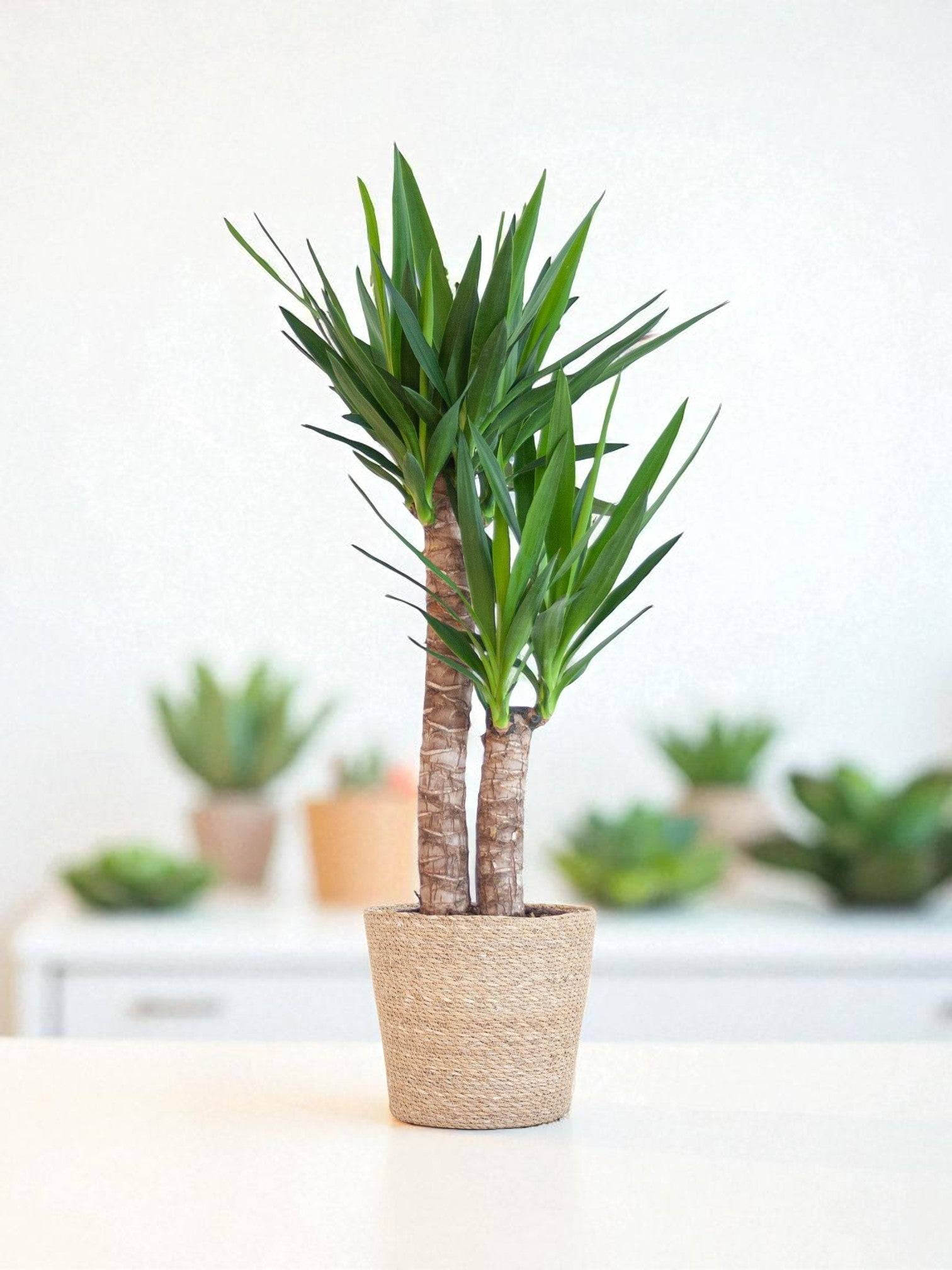 La Green Touch - Yucca Elephantipes et Son Pot Blanc - H90cm - Image 1