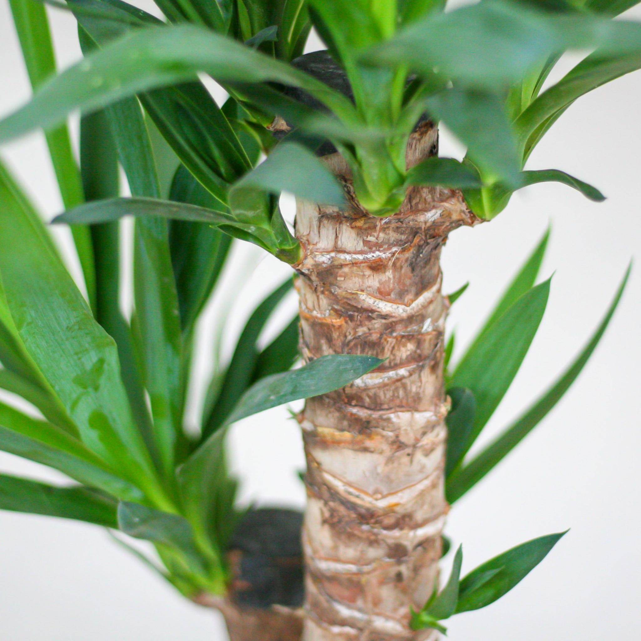 La Green Touch - Yucca Elephantipes et Son Pot Blanc - H90cm - Image 6