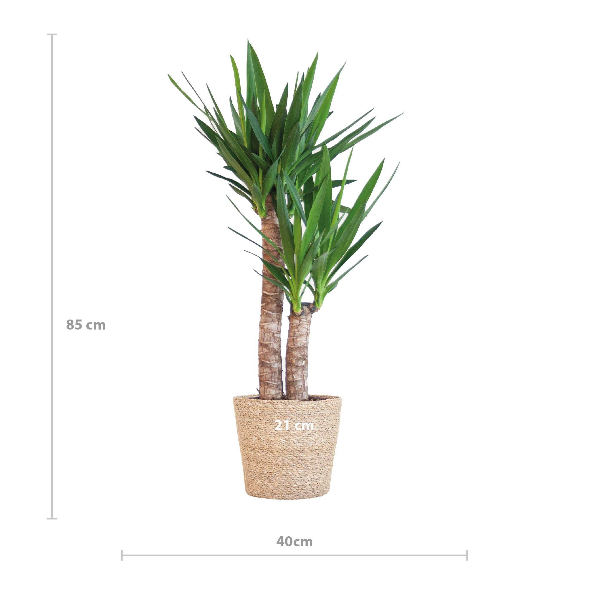 La Green Touch - Yucca Elephantipes et Son Pot Blanc - H90cm - Image 5