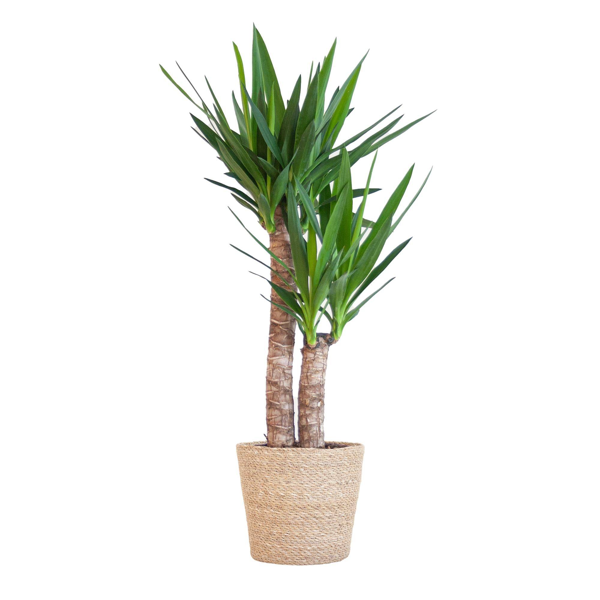 La Green Touch - Yucca Elephantipes et Son Pot Blanc - H90cm - Image 4