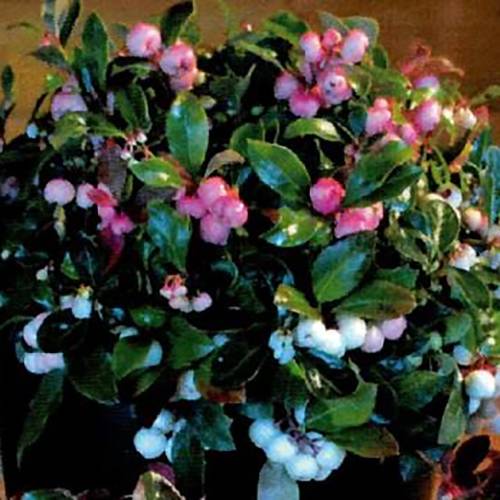 Promesse de Fleurs - Gaultheria procumbens Color Surprise  Pot de 10 cm/11cm