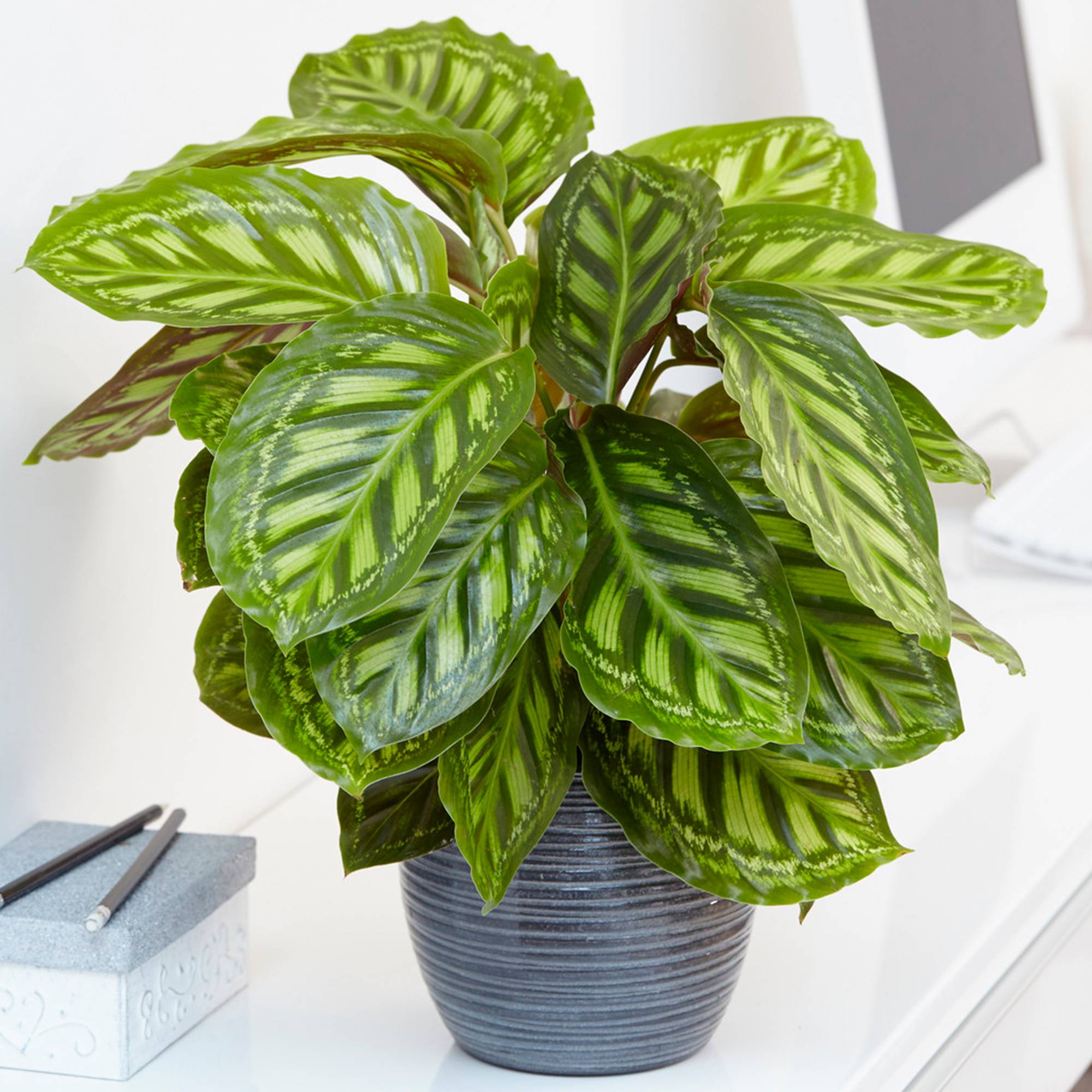 Gardenersdream - Calathea Flamestar | Meilleure Plante D'Intérieur En Pot | Plante Pour La Maison Ou Le Bureau De 30 À 40 Cm - GardenersDream - Image 1