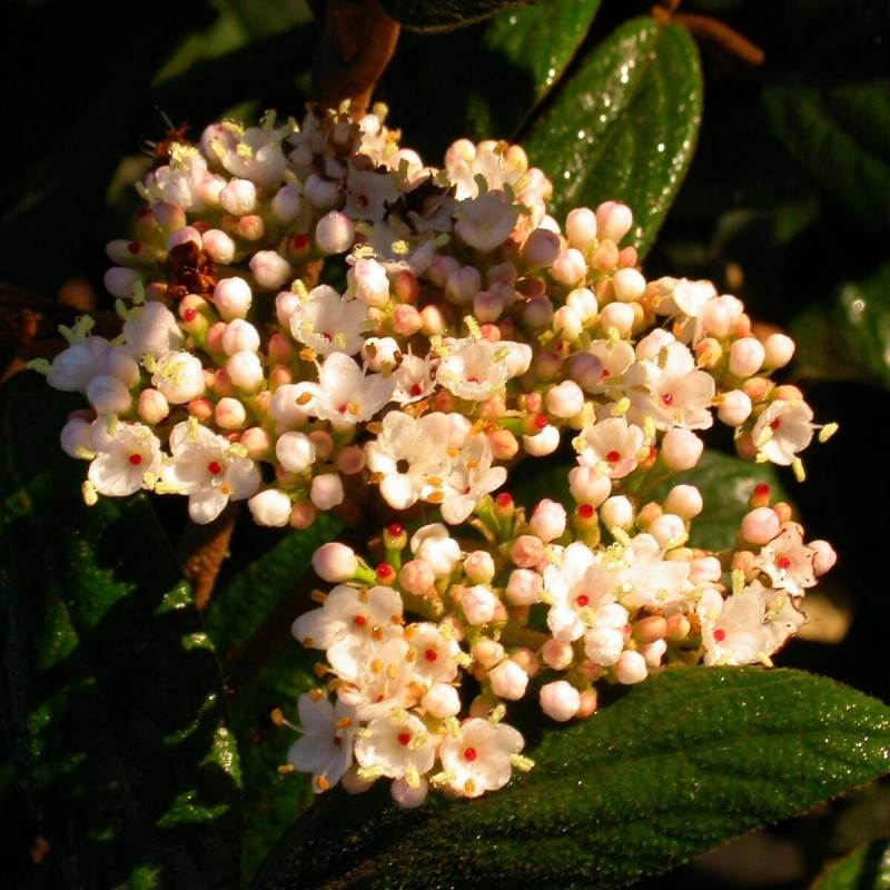 Viorne de Prague, Viburnum à fleurs Blanche - feuillage Persistant - Godet - 5/20 cm-  hauteur à maturité De 2,50 m à 3,00 m - Image 1