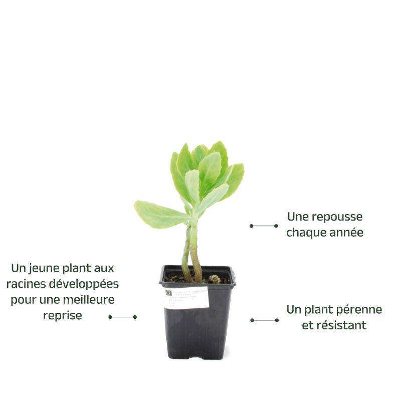 3 Orpins Remarquable 'Brilliant' (Sedum Spectabile) - Lot de 3 vivaces - Pépinières Naudet - Imagen 3