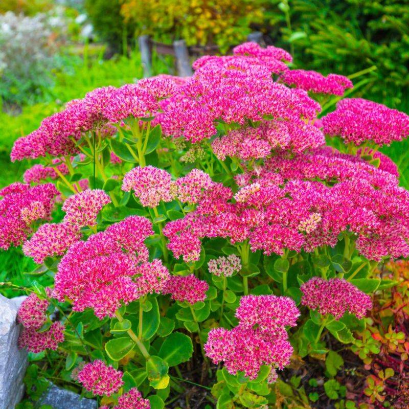 3 Orpins Remarquable 'Brilliant' (Sedum Spectabile) - Lot de 3 vivaces - Pépinières Naudet - Imagen 1