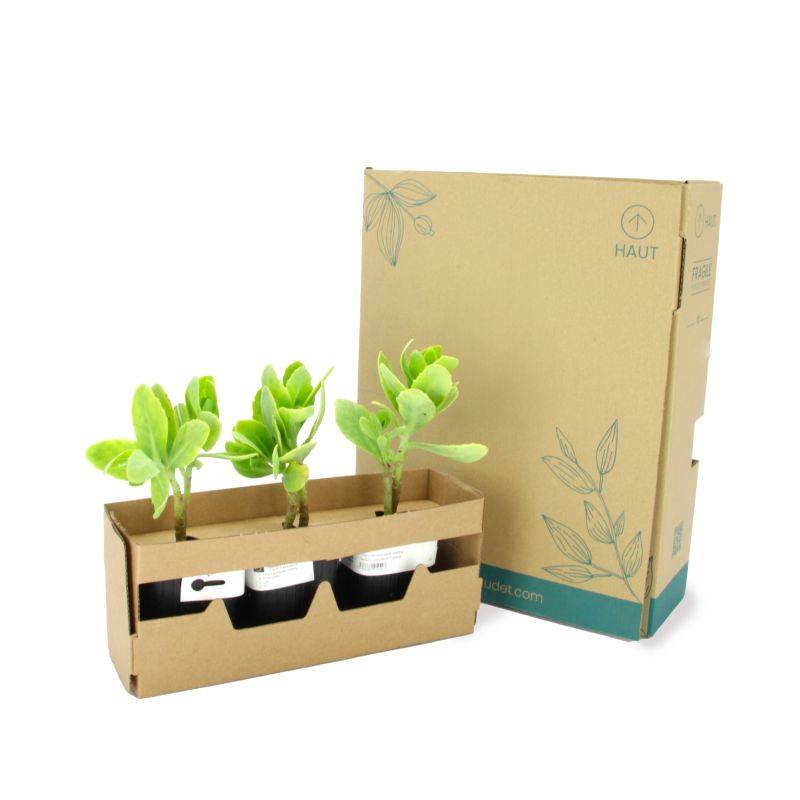 3 Orpins Remarquable 'Brilliant' (Sedum Spectabile) - Lot de 3 vivaces - Pépinières Naudet - Imagen 5