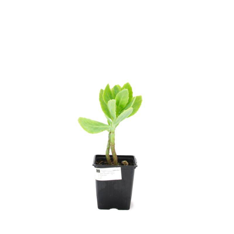 3 Orpins Remarquable 'Brilliant' (Sedum Spectabile) - Lot de 3 vivaces - Pépinières Naudet - Imagen 2