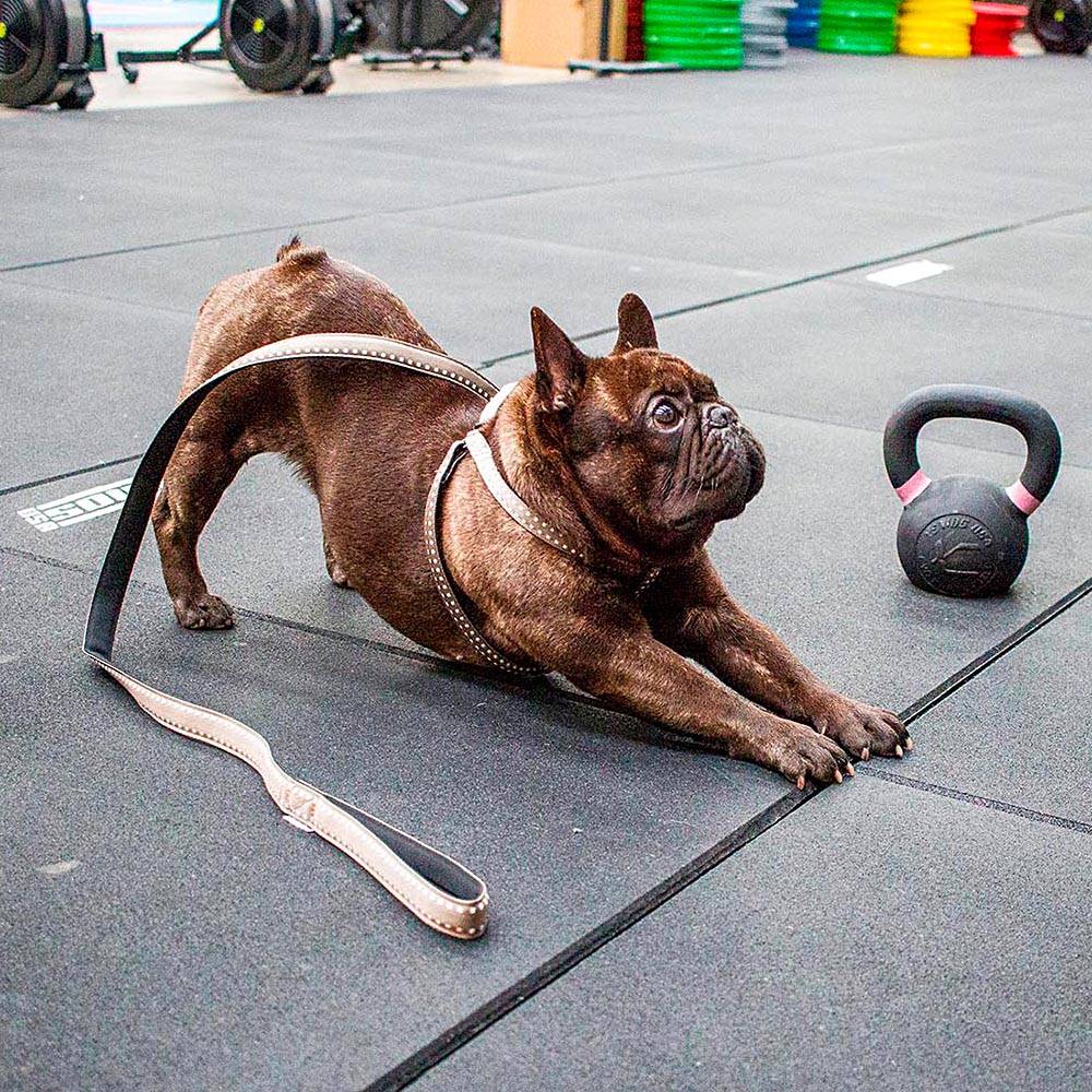 Ferplast - Harnais pour Chiens CRICKET LARGE, Résistant, Rembourré et Réglable - Imagen 3