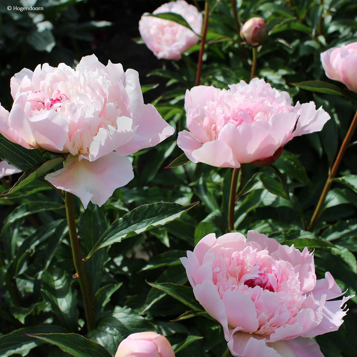 Pivoine lactiflora Alertie Pot de 3L/4L