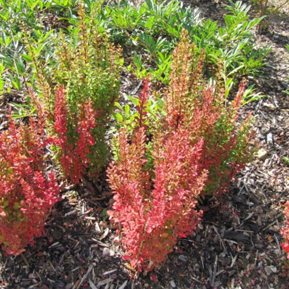Epine-vinette thunbergii Red Torch® à fleurs Orange - feuillage Semi-Persistant - Pot de 3L - 20/40 cm-  hauteur à maturité De 1,00 m à 1,50 mm