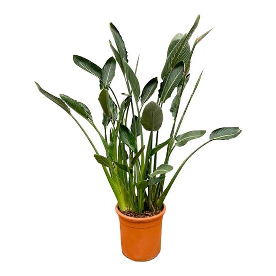 Strelitzia Reginae Xl - D30 H150cm - Image 3