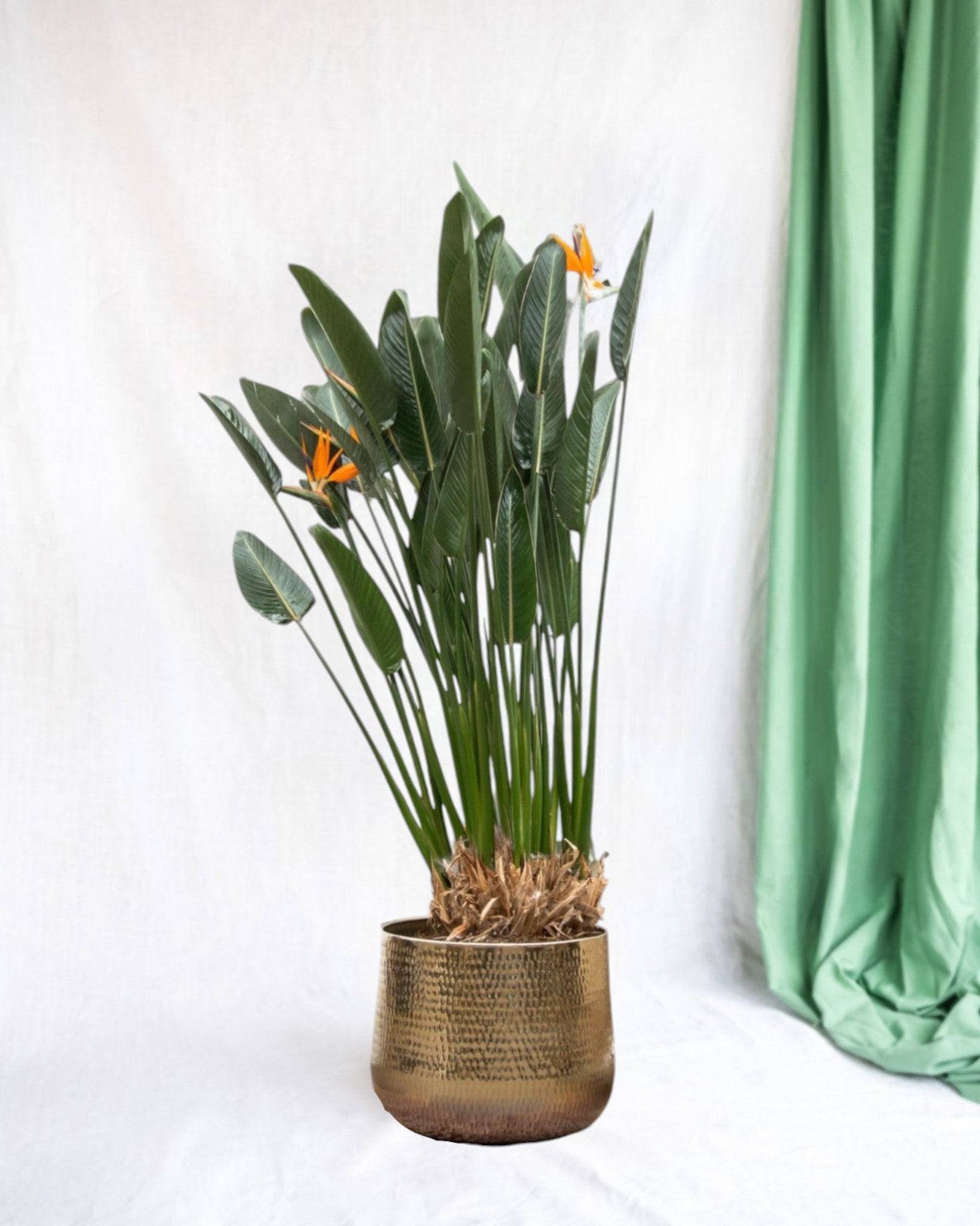 Strelitzia Reginae Xl - D30 H150cm - Image 1