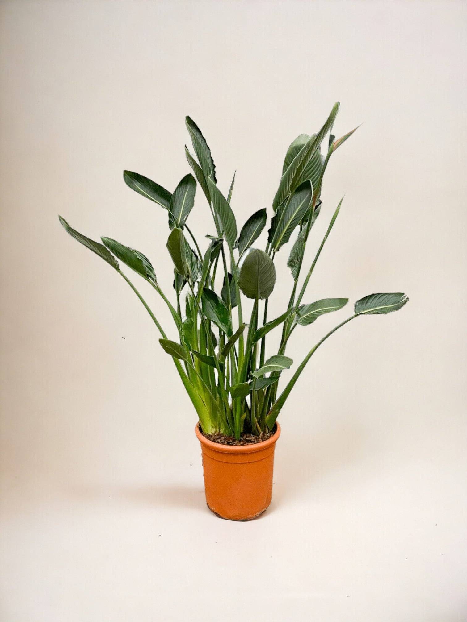Strelitzia Reginae Xl - D30 H150cm - Image 2