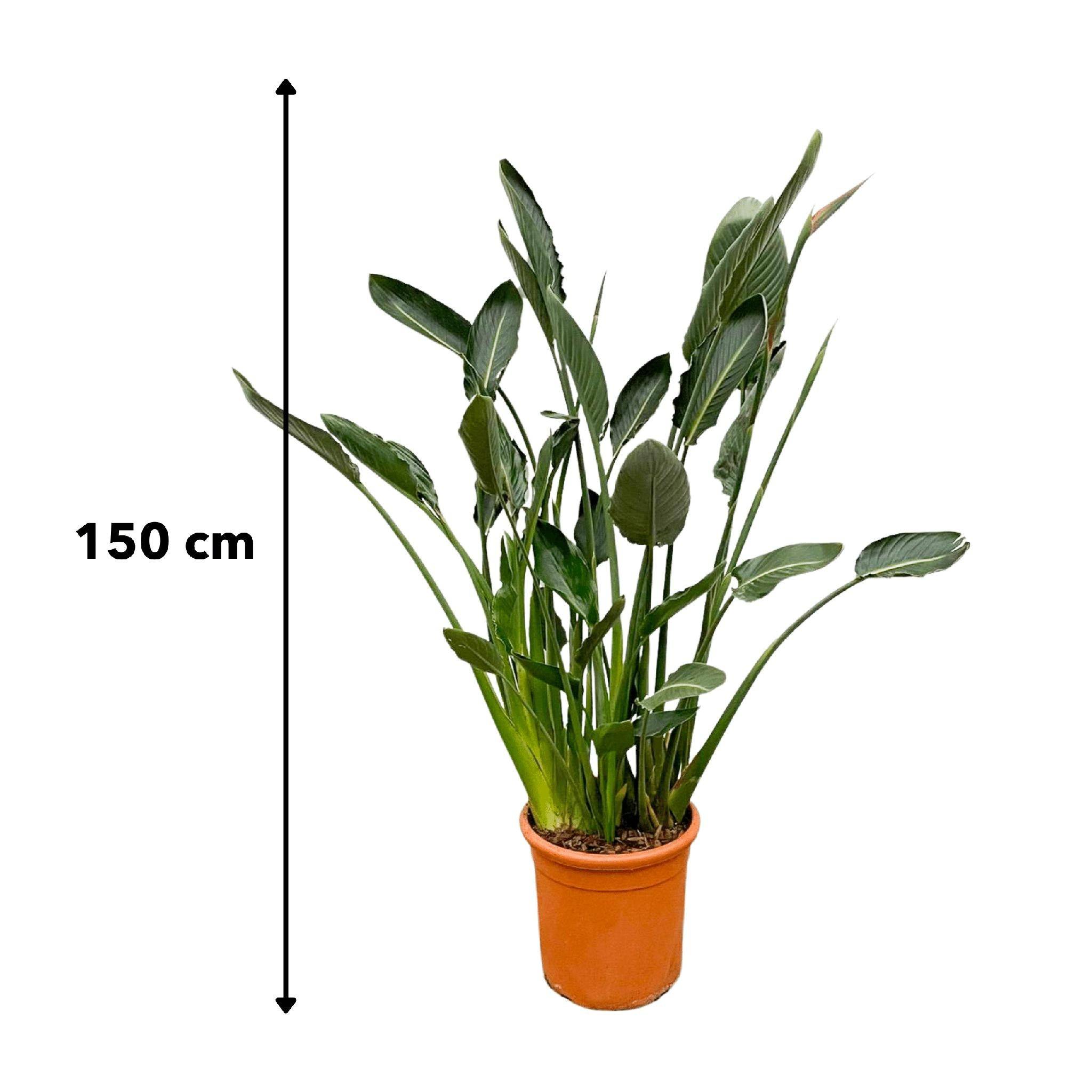 Strelitzia Reginae Xl - D30 H150cm - Image 5