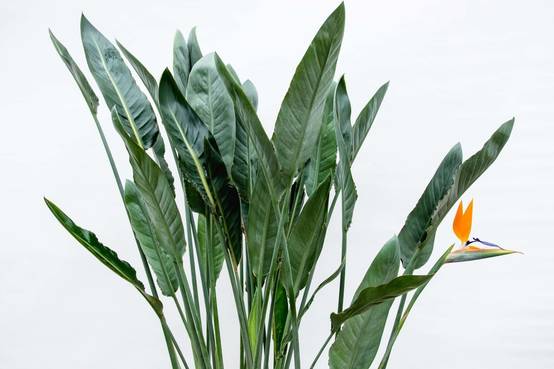 Strelitzia Reginae Xl - D30 H150cm - Image 4