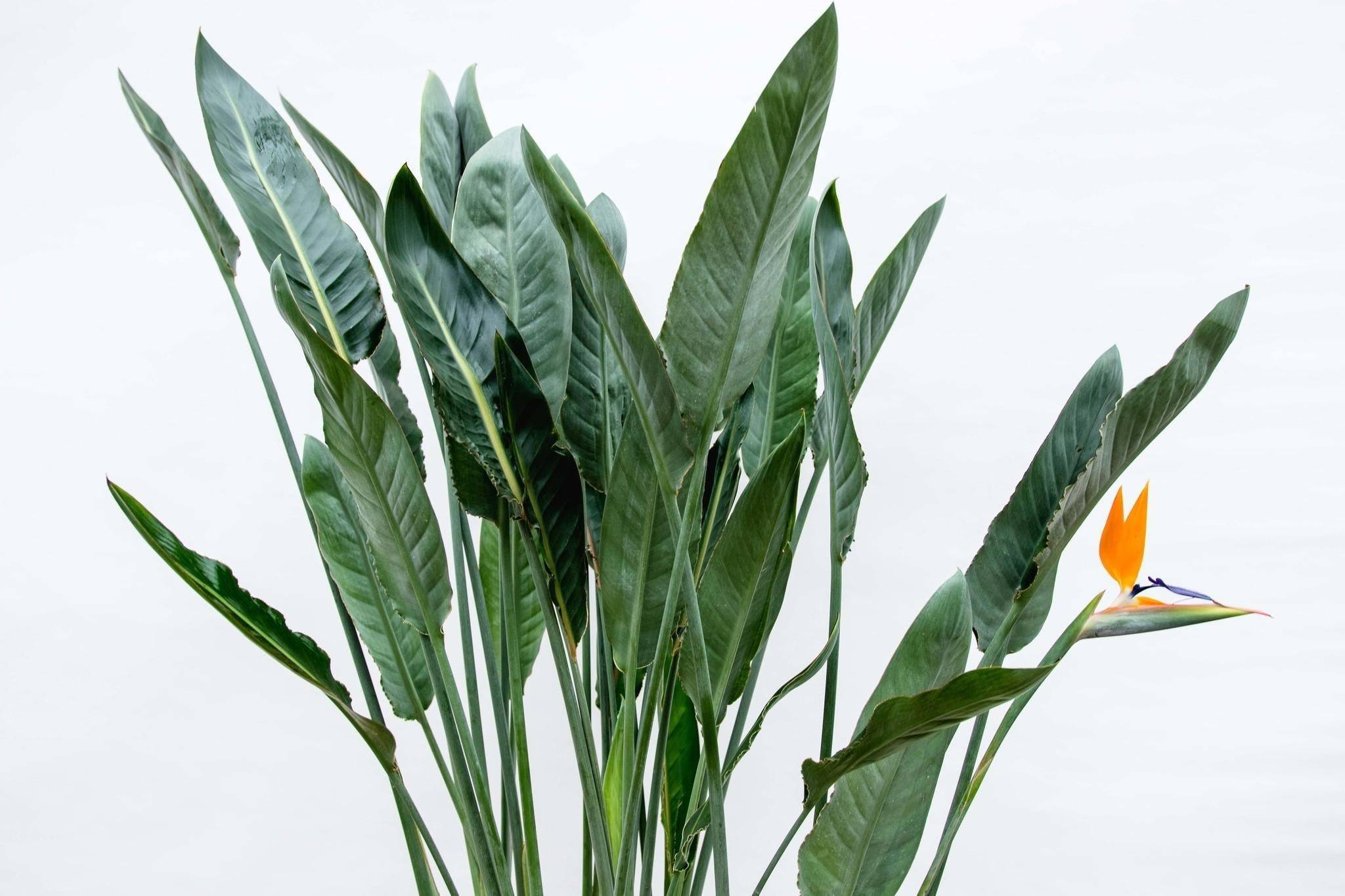 Strelitzia Reginae Xl - D30 H150cm - Image 4