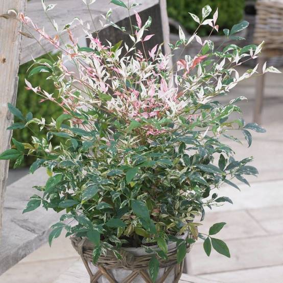 Bambou sacré SENSATION® 'Twilight', Nandina - Pot de 3L - 20/40 cm - Image 2