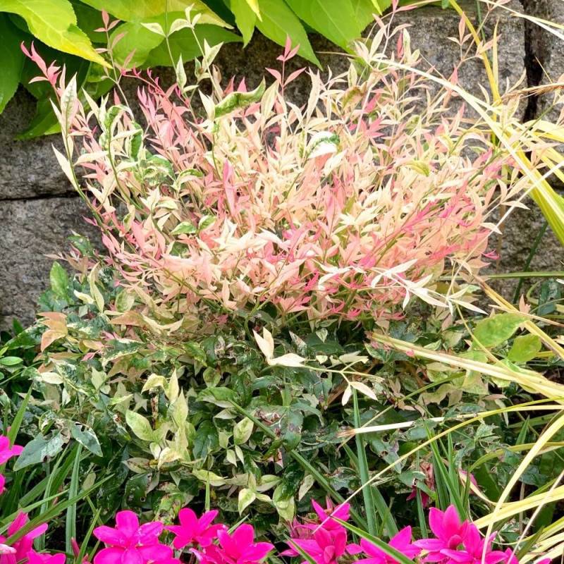 Bambou sacré SENSATION® 'Twilight', Nandina - Pot de 3L - 20/40 cm - Image 3