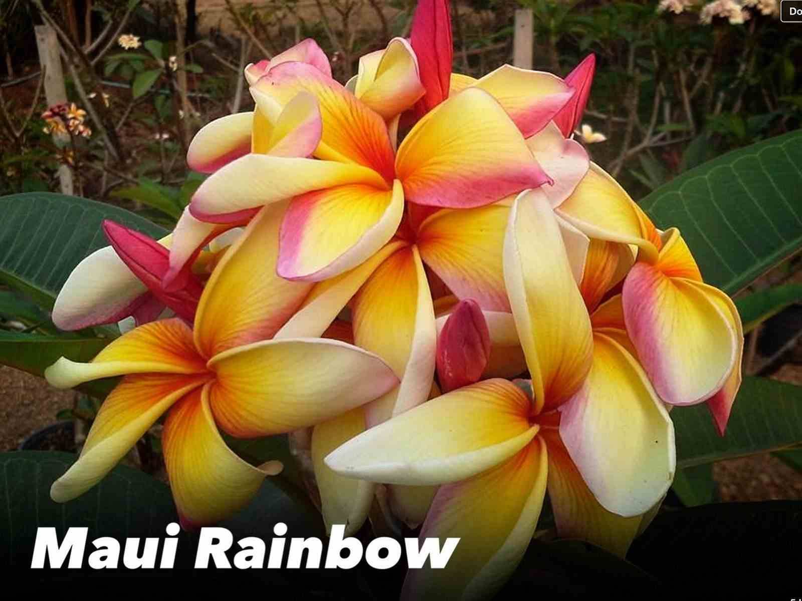 Sans Marque - Plumeria rubra "Maui rainbow" (frangipanier) Taille:Pot de 2 litres ? 20/30 cm - Couleur floraison:Blanc/jaune/rose