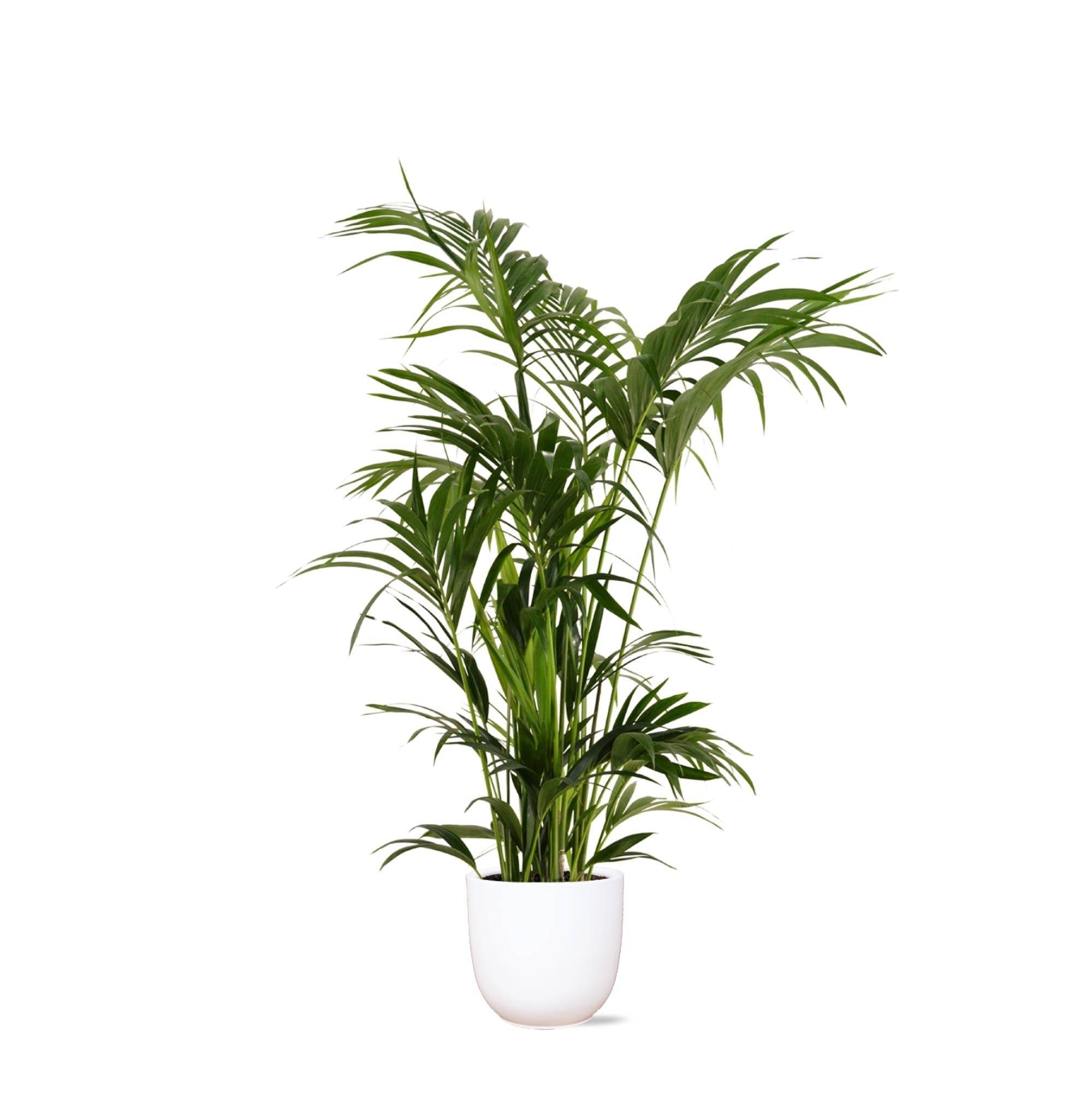 La Green Touch - Kentia Palm et son pot- La Green Touch Blanc - Hauteur 160cm