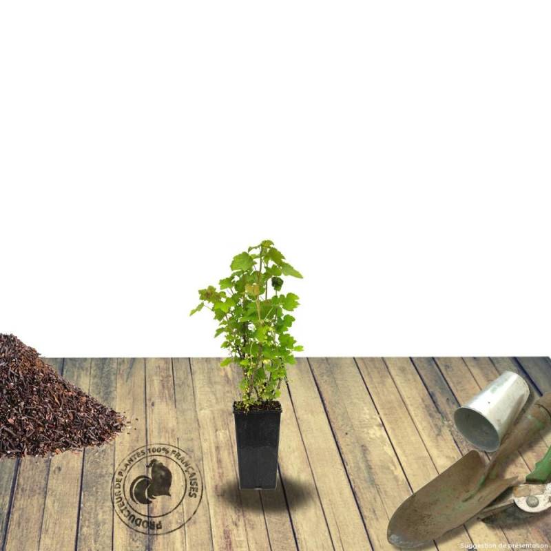 Cassis Andega - Très productif rendement - Pot de 1,5L - 20/50 cm - De 1,00 m à 1,50 m - Imagen 8