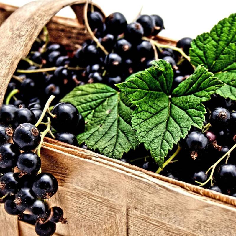 Cassis Andega - Très productif rendement - Pot de 1,5L - 20/50 cm - De 1,00 m à 1,50 m - Imagen 5