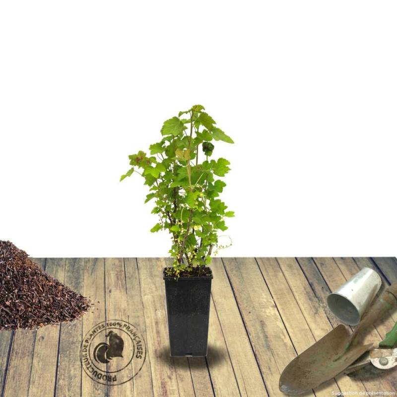 Cassis Andega - Très productif rendement - Pot de 1,5L - 20/50 cm - De 1,00 m à 1,50 m - Imagen 9