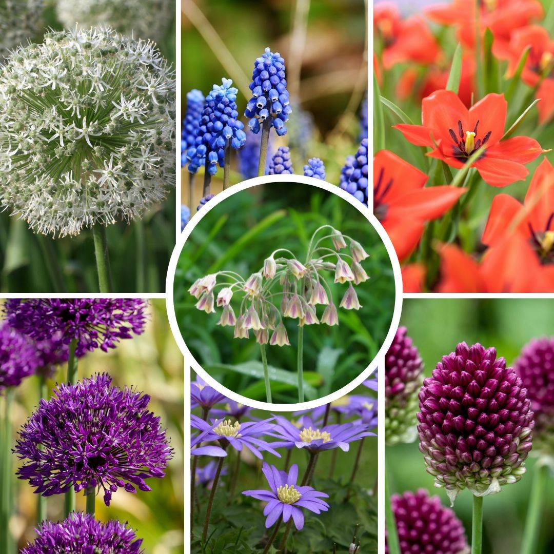 Plant In A Box - Mélange de bulbes pour abeilles et papil - Set de 120 - Bulbes à fleurs - Image 2