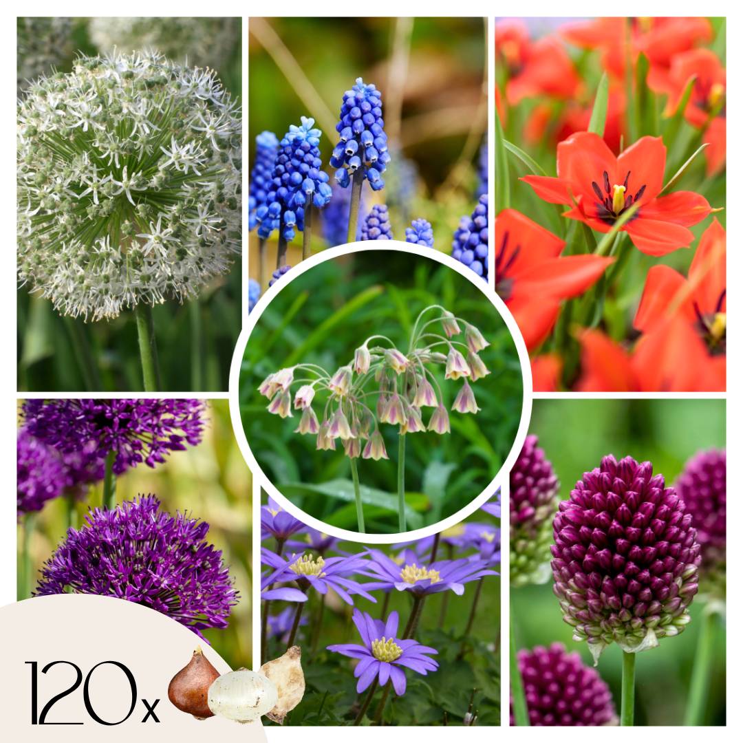 Plant In A Box - Mélange de bulbes pour abeilles et papil - Set de 120 - Bulbes à fleurs - Image 1