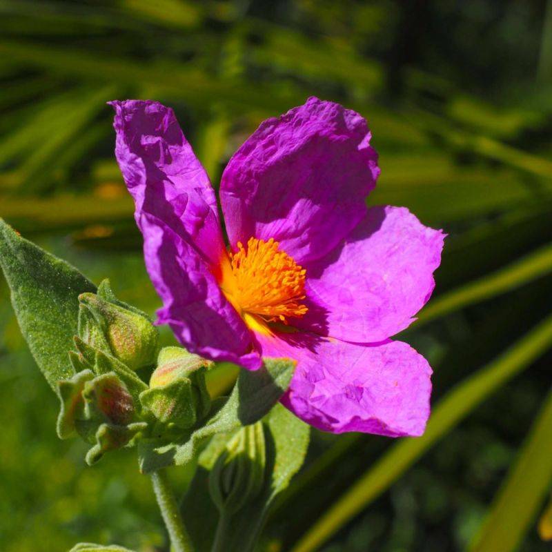 Ciste cotonneux (Cistus albidus) - Godet - Taille 20/40cm - Pépinières Naudet - Imagen 1