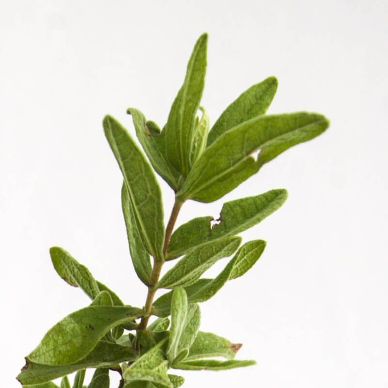 Ciste cotonneux (Cistus albidus) - Godet - Taille 20/40cm - Pépinières Naudet - Image 4