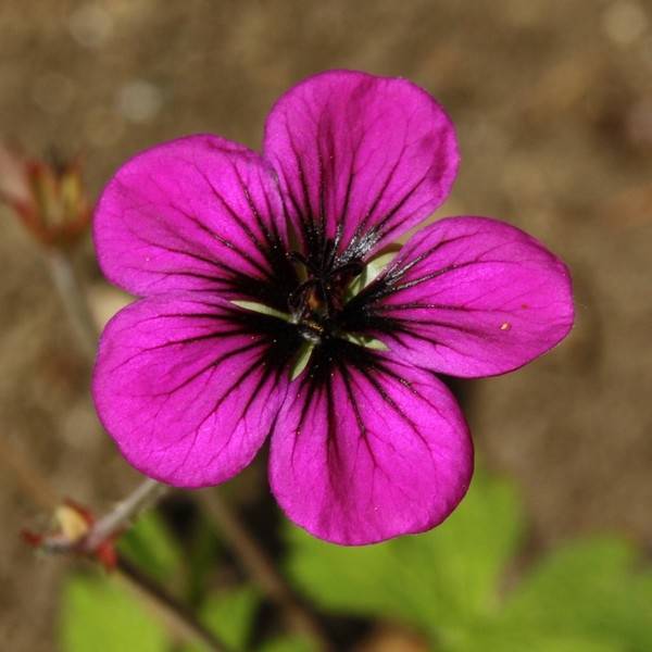 Promesse de Fleurs - Géranium vivace Ann Folkard Pot de 2L/3L