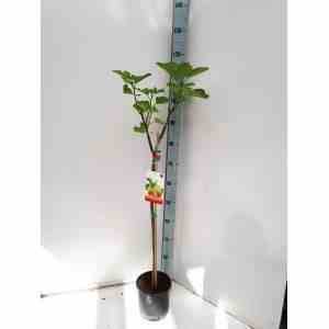 0 - Ficus carica (figuier) 180L Périmètre de tronc 25/30cm - 200/250cm - Image 2
