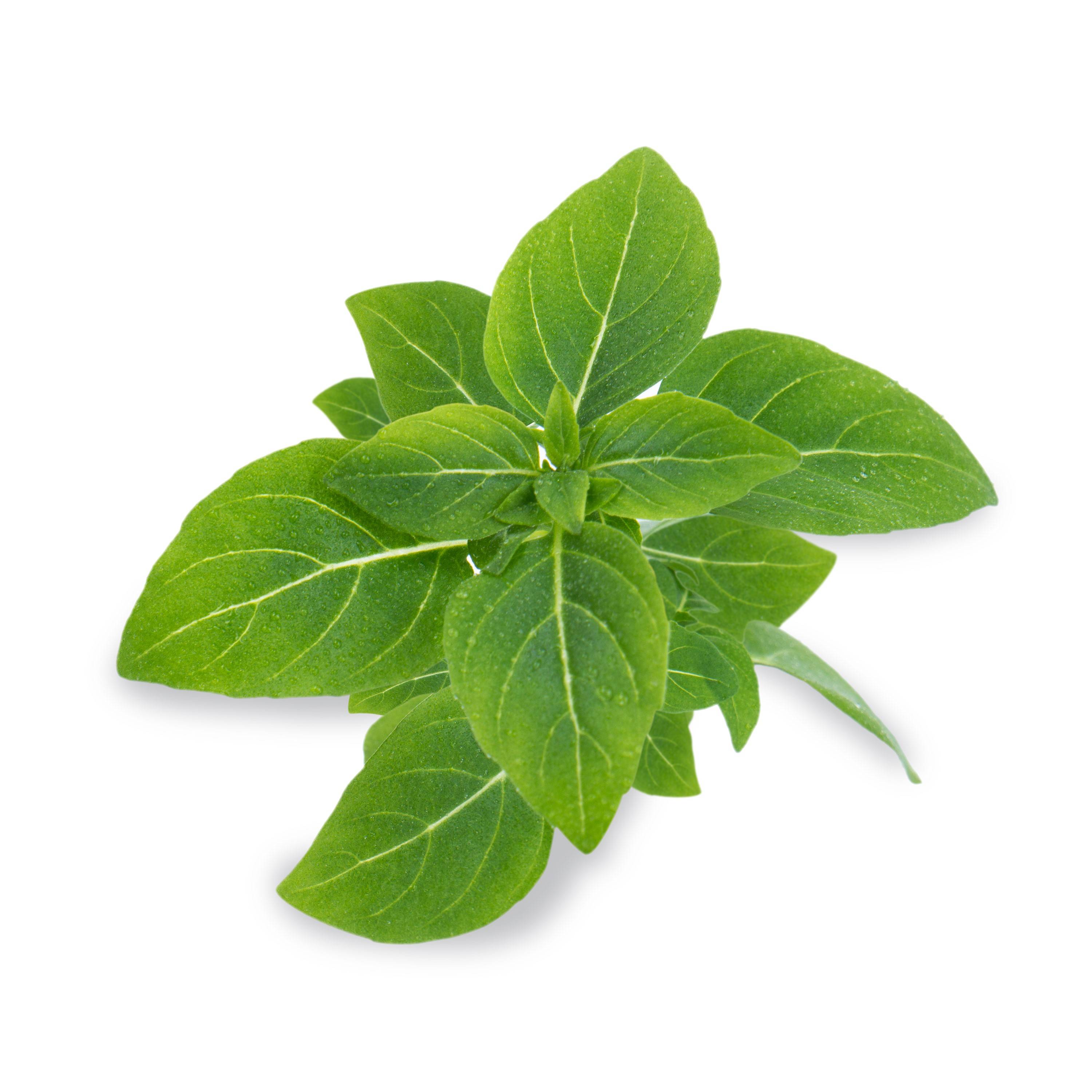 Veritable - Lingot Basilic Fin vert BIO  - Recharge prête à l'emploi - Véritable - Image 2