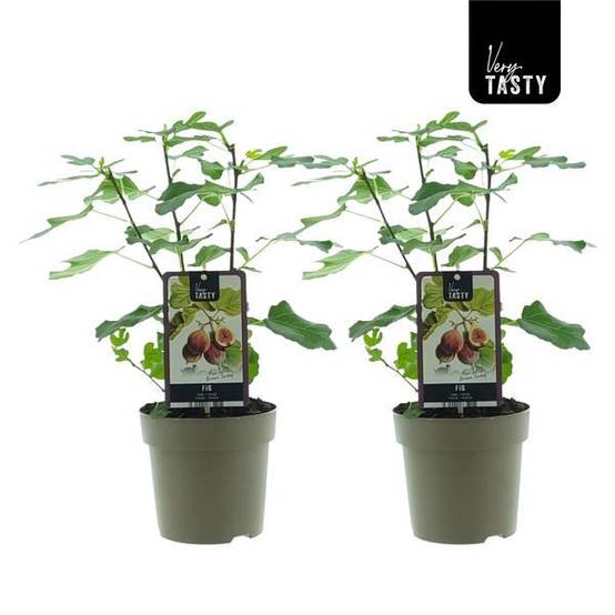Ficus Marron Turkey (15018)