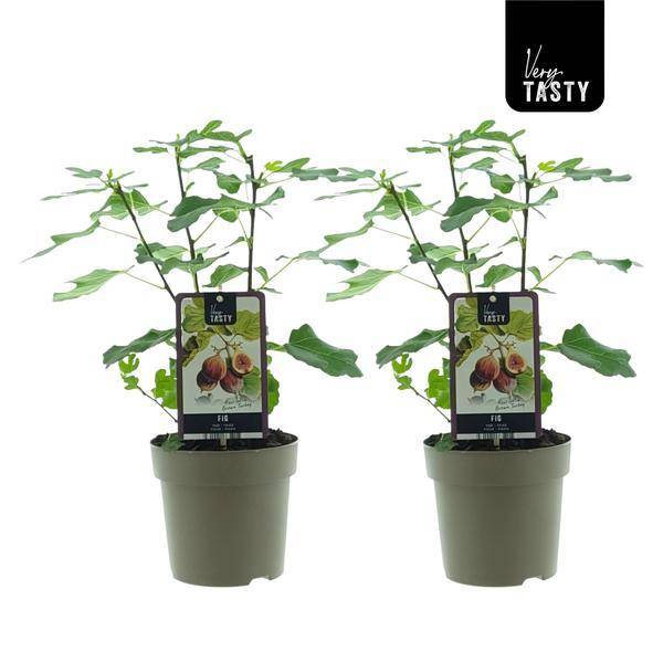 Ficus Marron Turkey (15018)