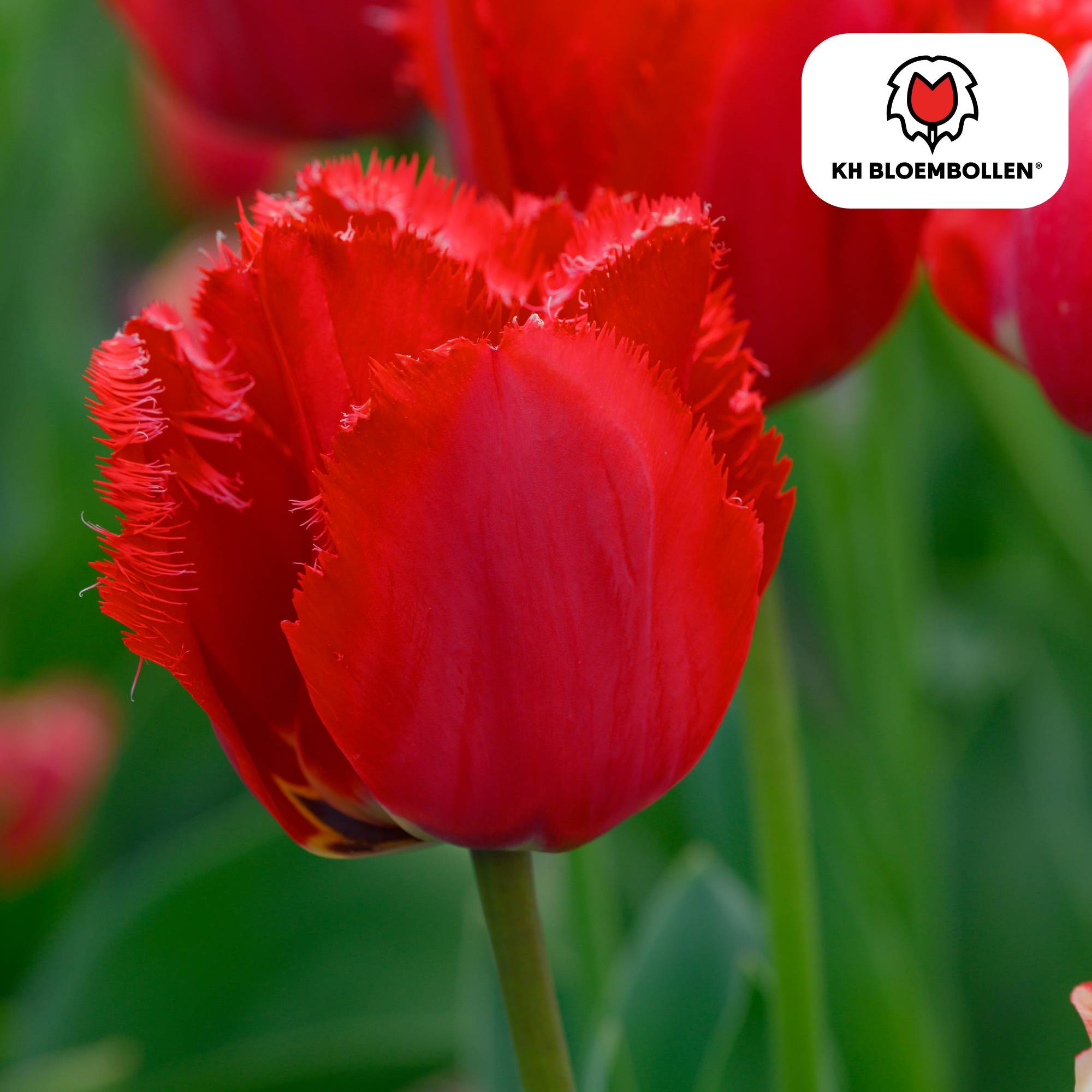 La Green Touch - Tulipe frangée Masterpeace - 20 bulbes - Image 2