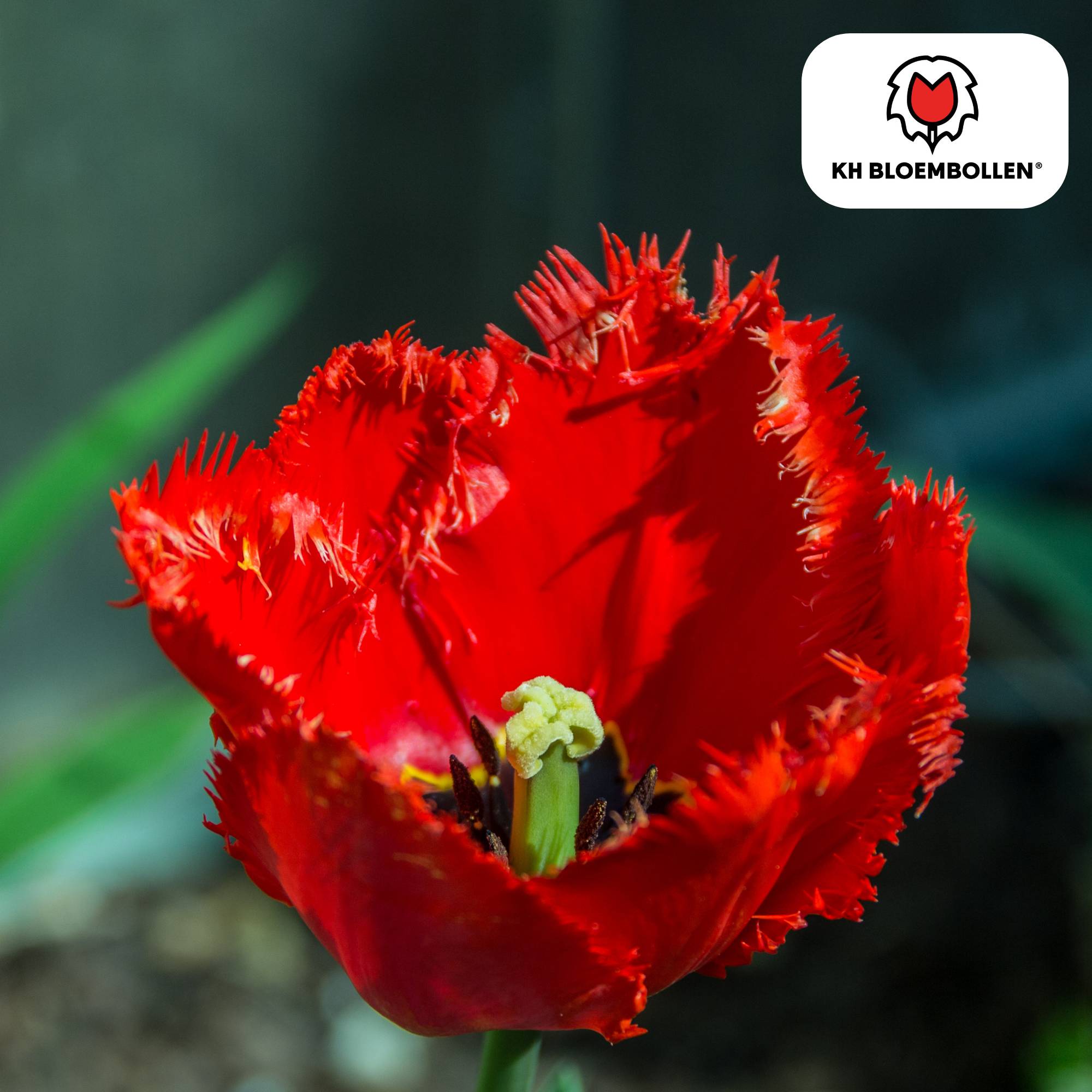 La Green Touch - Tulipe frangée Masterpeace - 20 bulbes - Image 3