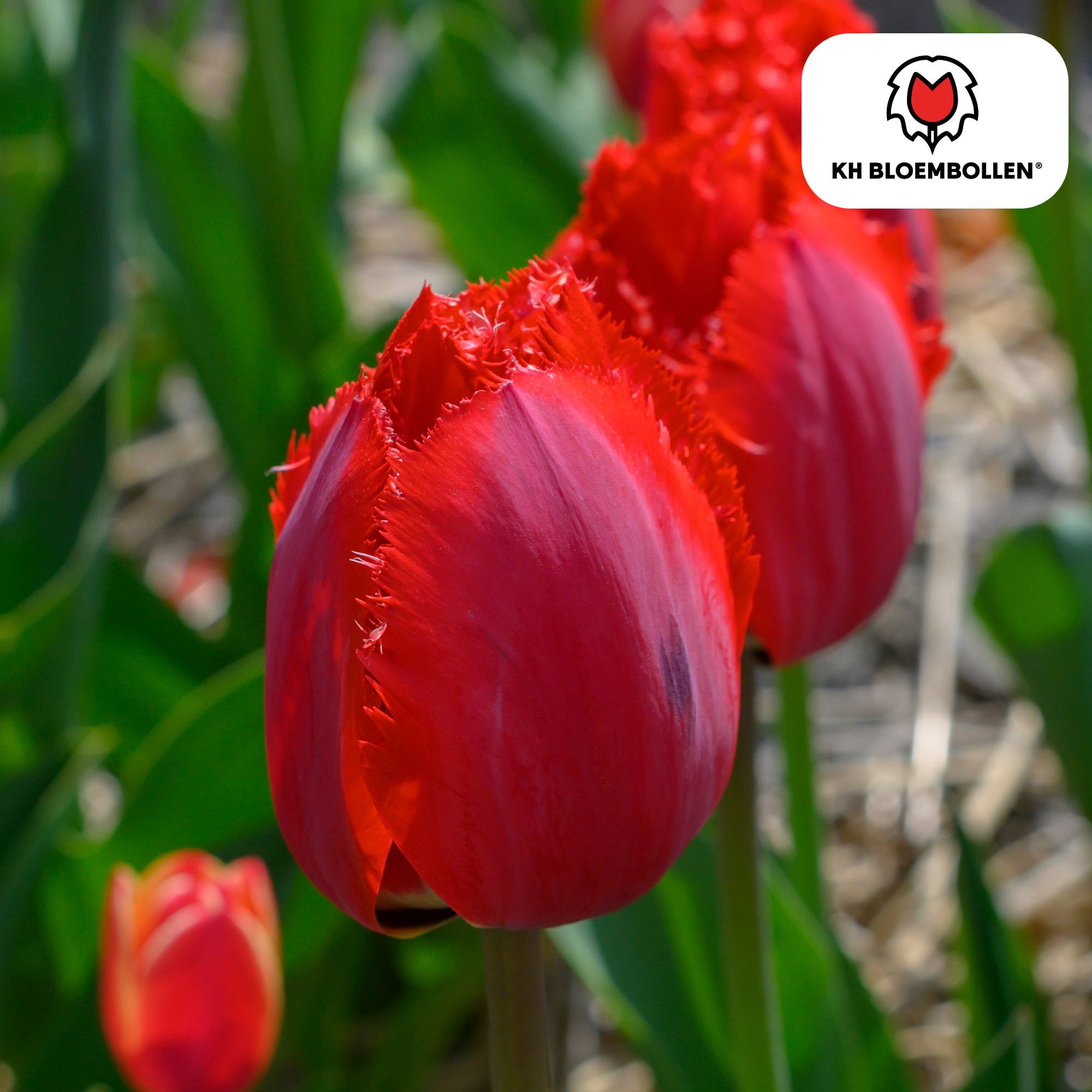La Green Touch - Tulipe frangée Masterpeace - 20 bulbes - Image 1