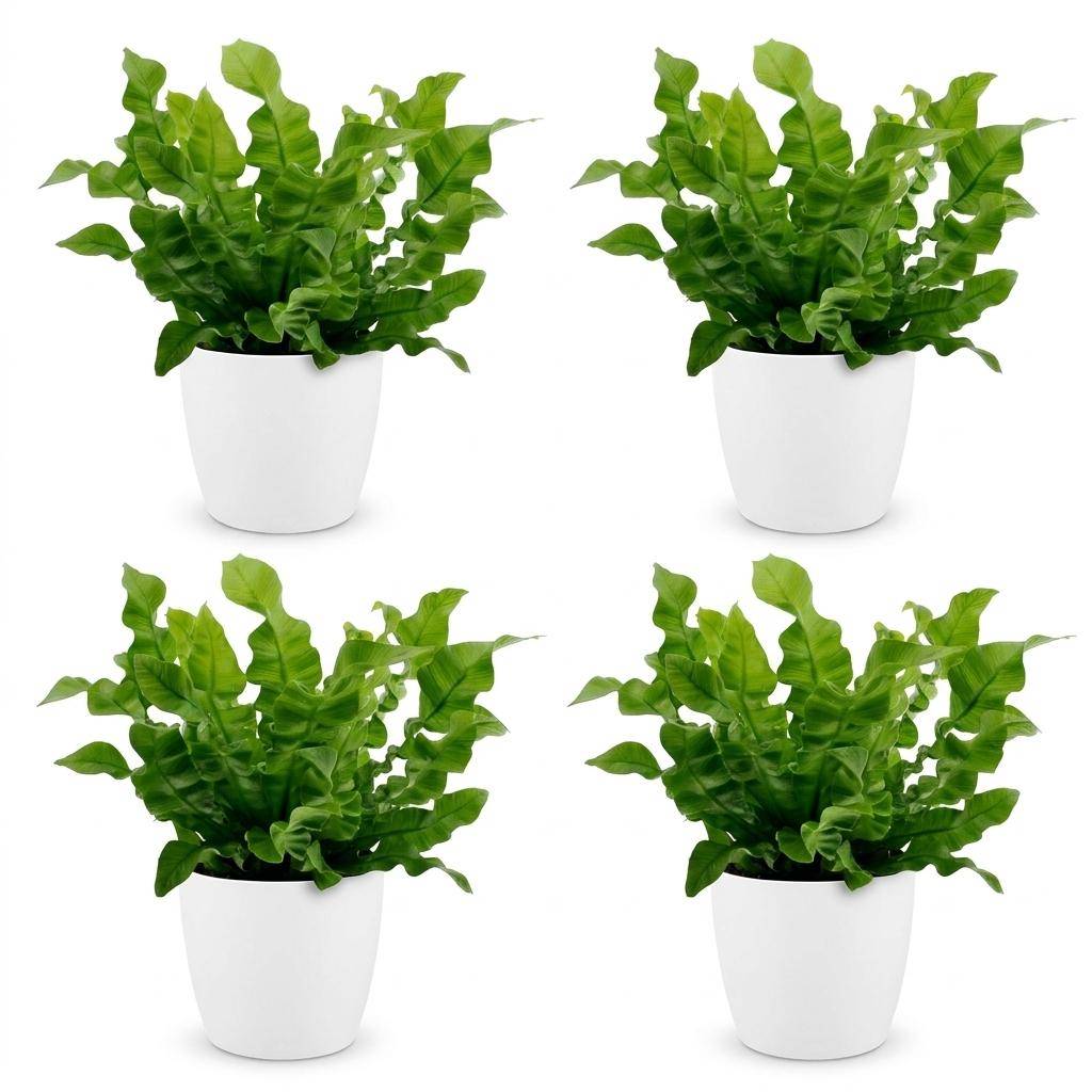 Asplenium Crispy Wave - Fougère Crispy Wave - Pot de 12cm - 4 plantes - Blanc - Plantes d'intérieur - Image 2