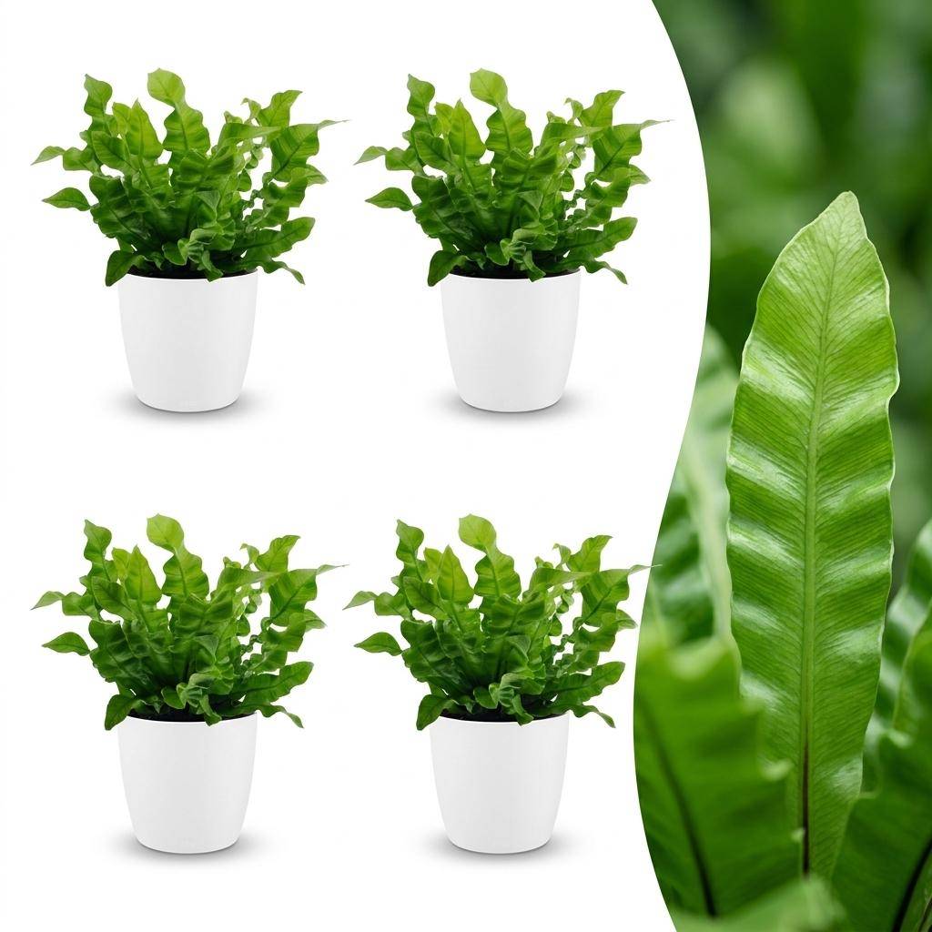 Asplenium Crispy Wave - Fougère Crispy Wave - Pot de 12cm - 4 plantes - Blanc - Plantes d'intérieur - Image 1