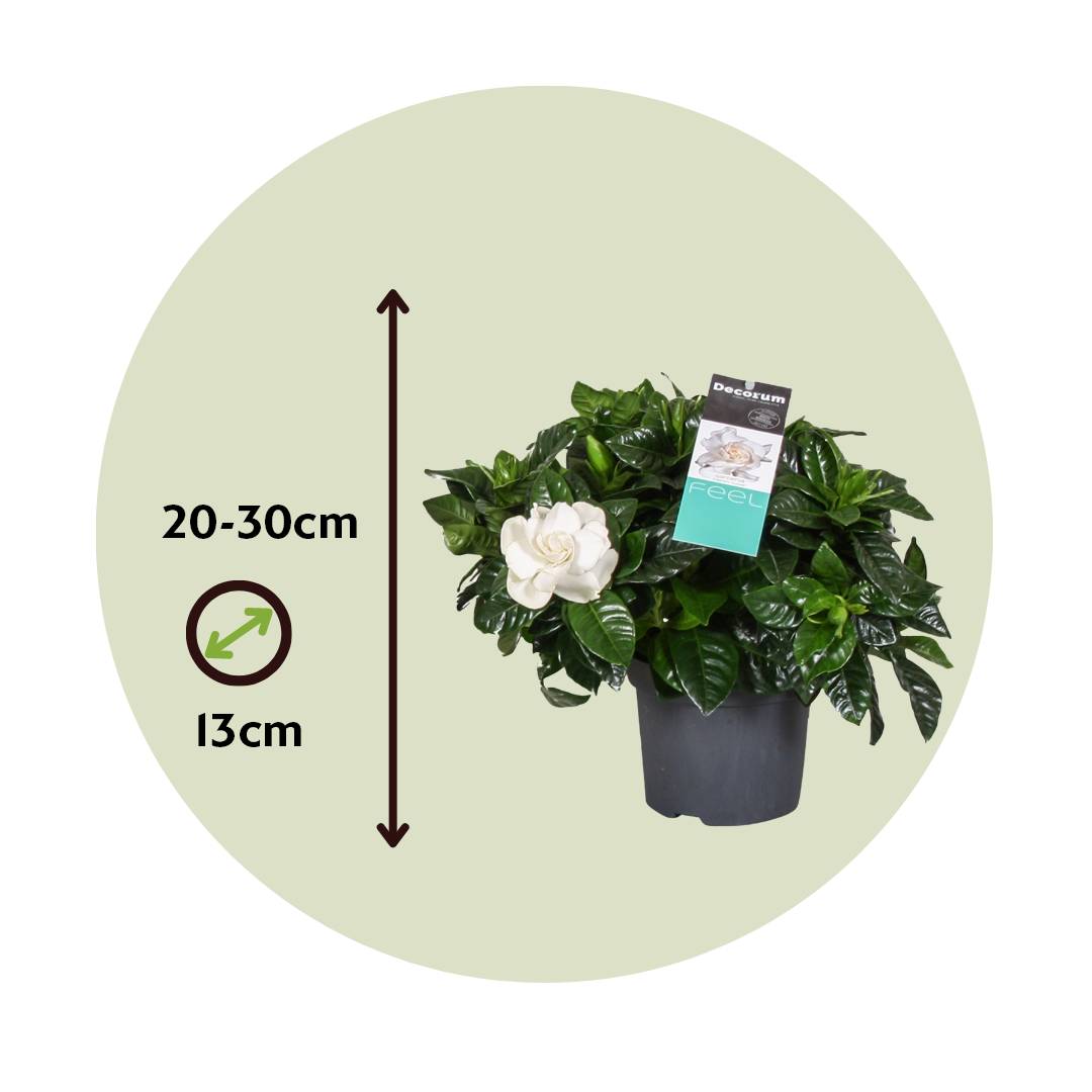 Plant In A Box - Jasmin du Cap - Gardenia jasminoides - Hauteur 20-30cm - ⌀13cm - Image 6