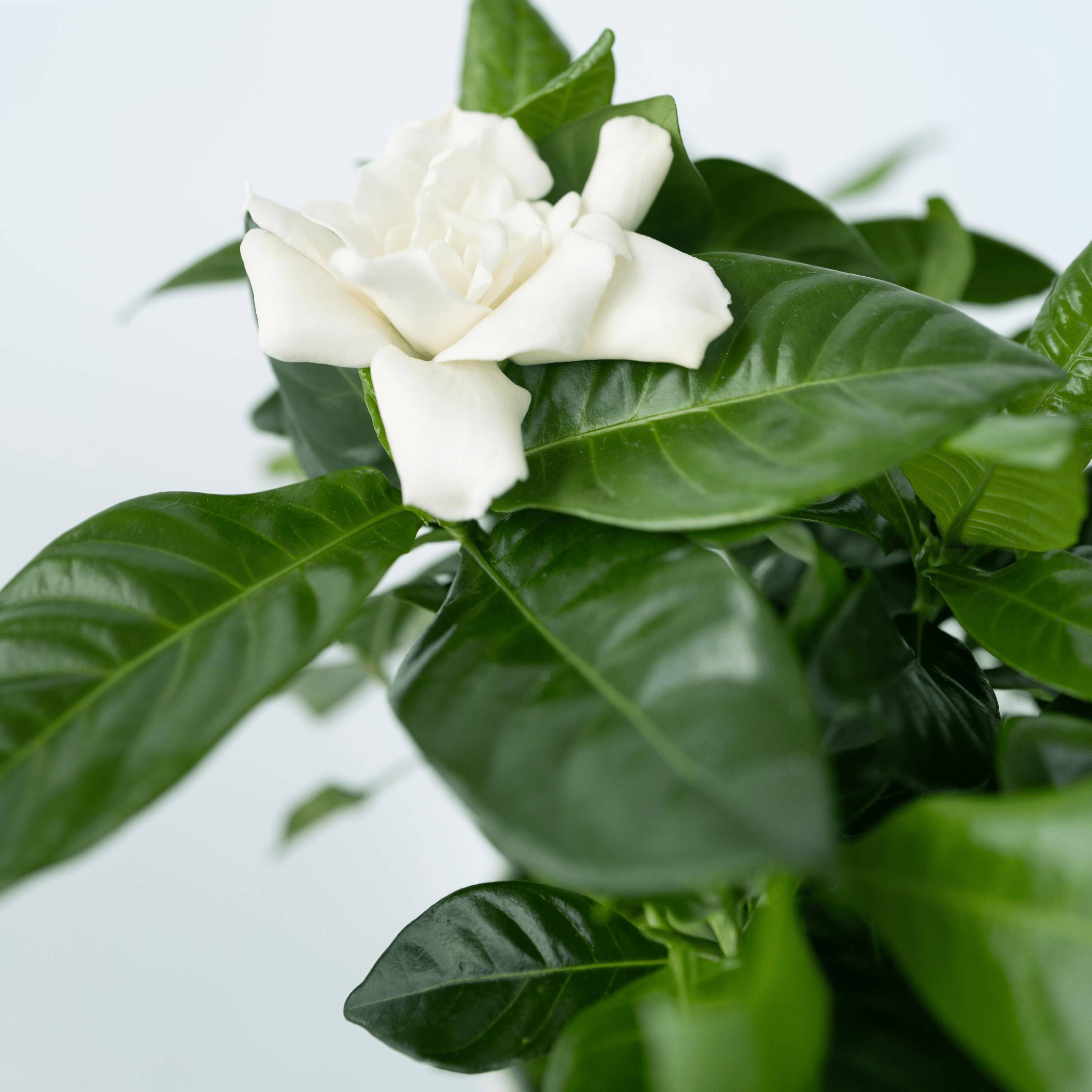 Plant In A Box - Jasmin du Cap - Gardenia jasminoides - Hauteur 20-30cm - ⌀13cm - Image 4