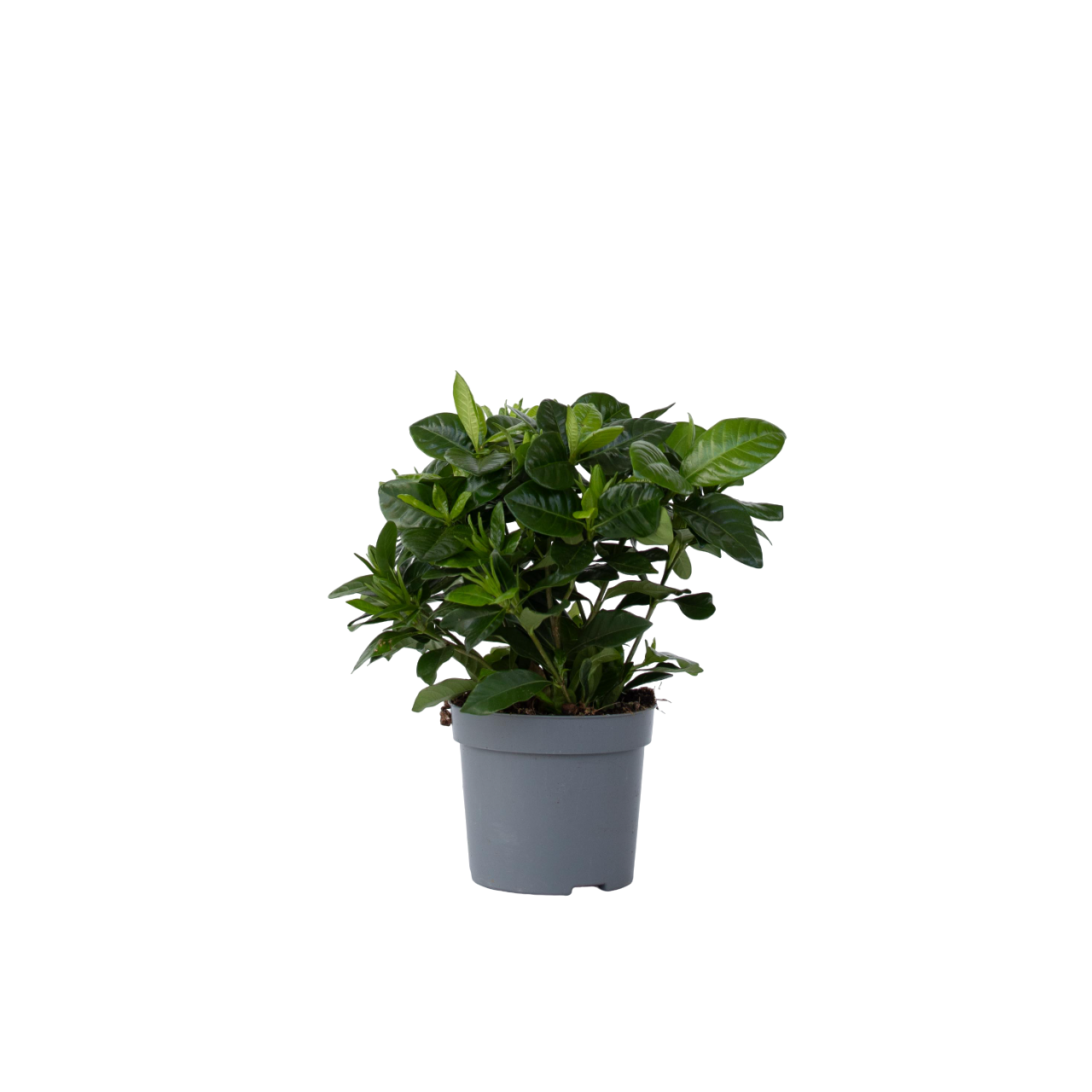 Plant In A Box - Jasmin du Cap - Gardenia jasminoides - Hauteur 20-30cm - ⌀13cm - Image 1