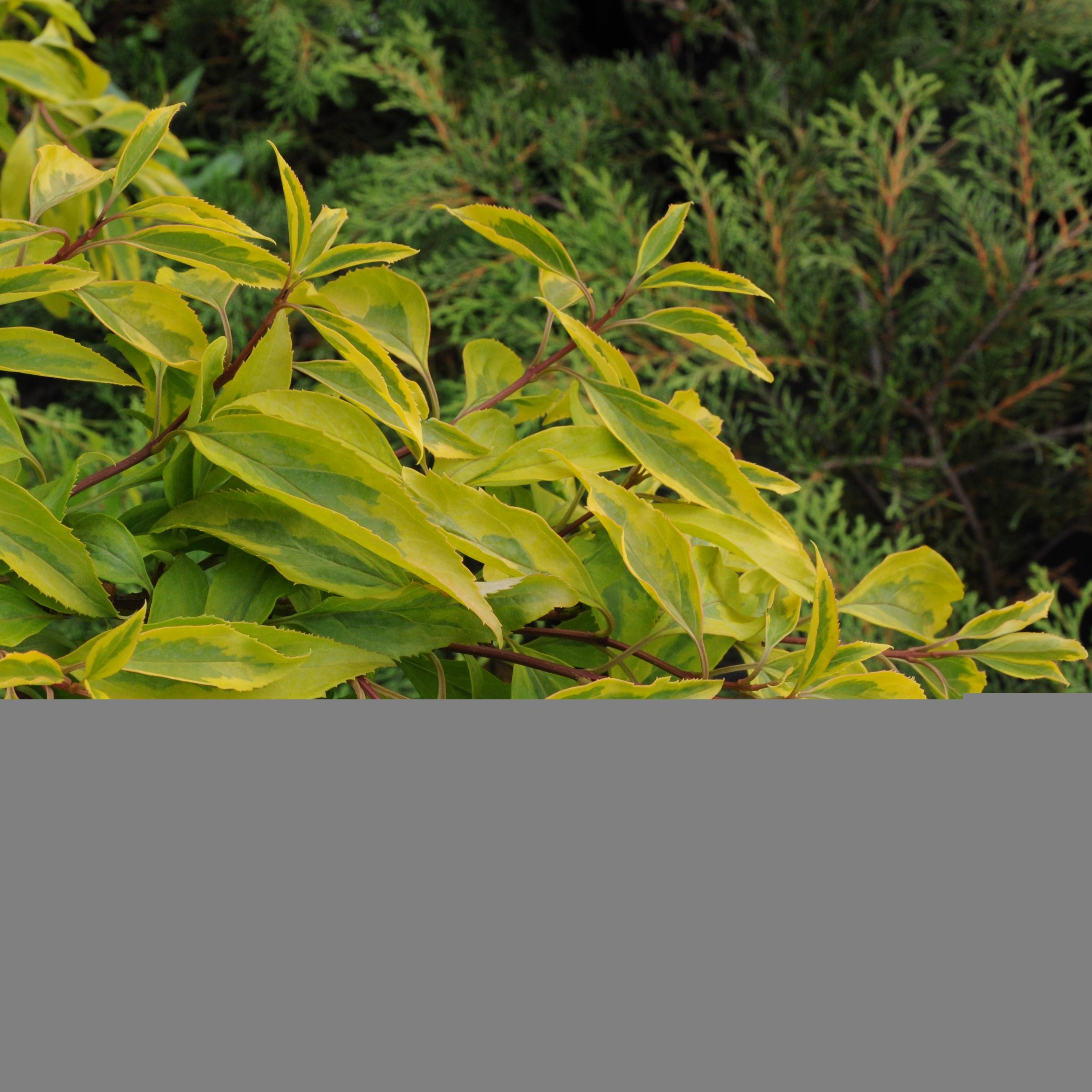 Promesse de Fleurs - Forsythia intermedia Golden Times - Mimosa de Paris Pot de 3L/4L