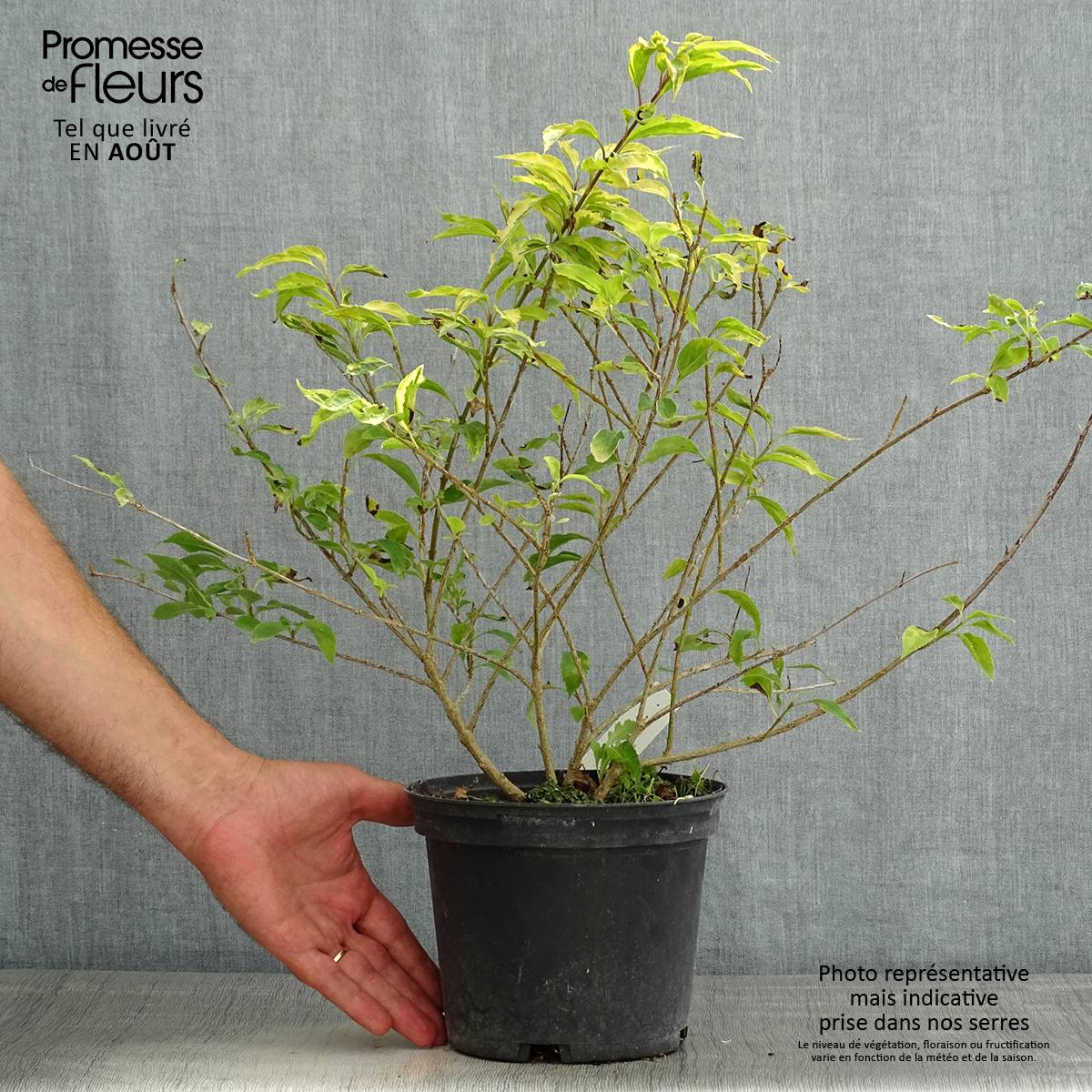 Promesse de Fleurs - Forsythia intermedia Golden Times - Mimosa de Paris Pot de 3L/4L - Image 2